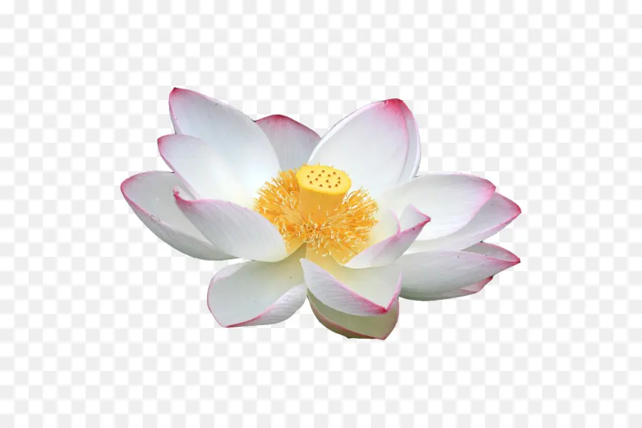 Nelumbo Nucifera，Blanco PNG