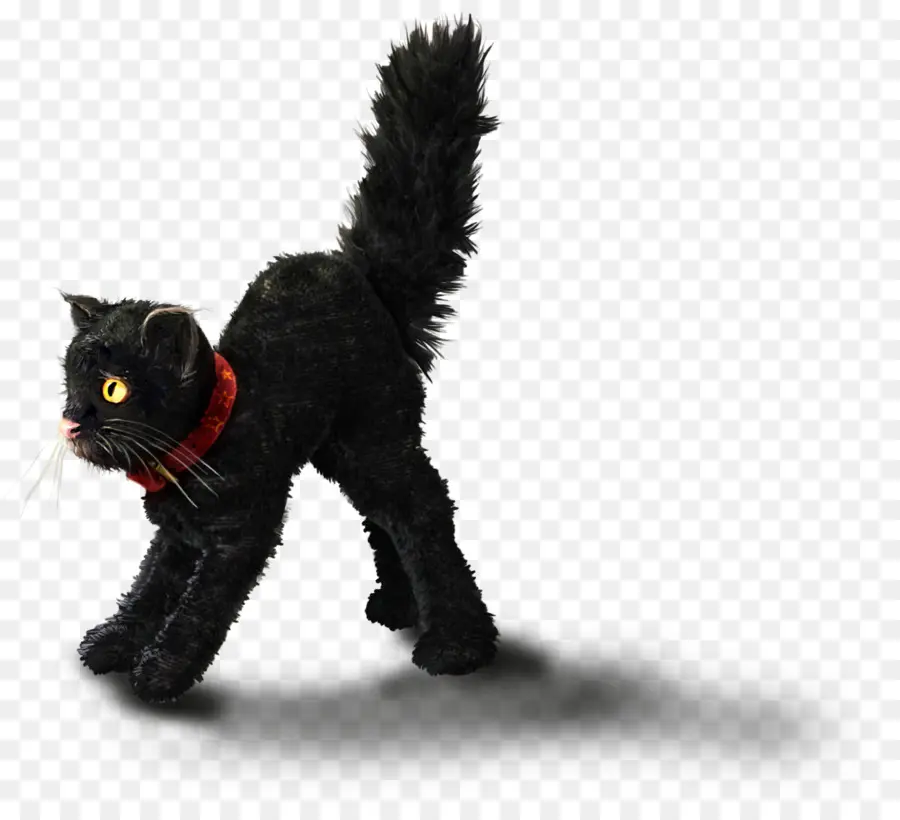 Gato Negro，Asustado PNG