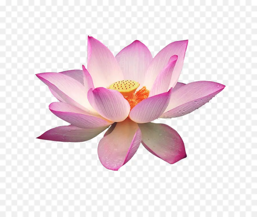 Flor De Loto Rosa，Hojas Verdes PNG