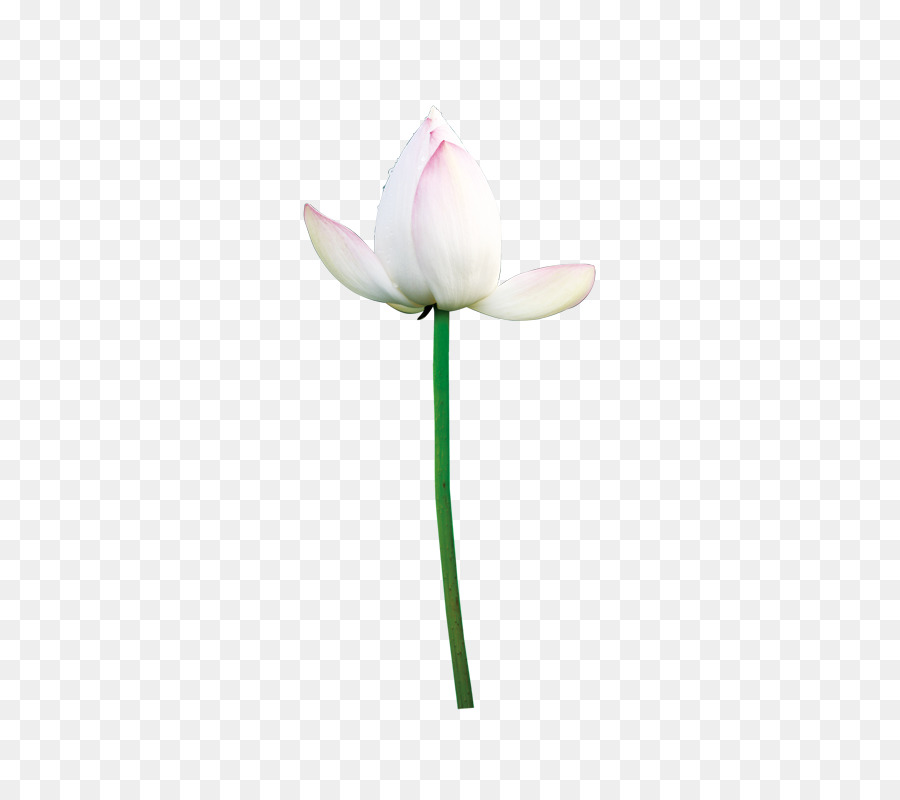 Flor Blanca，Florecer PNG