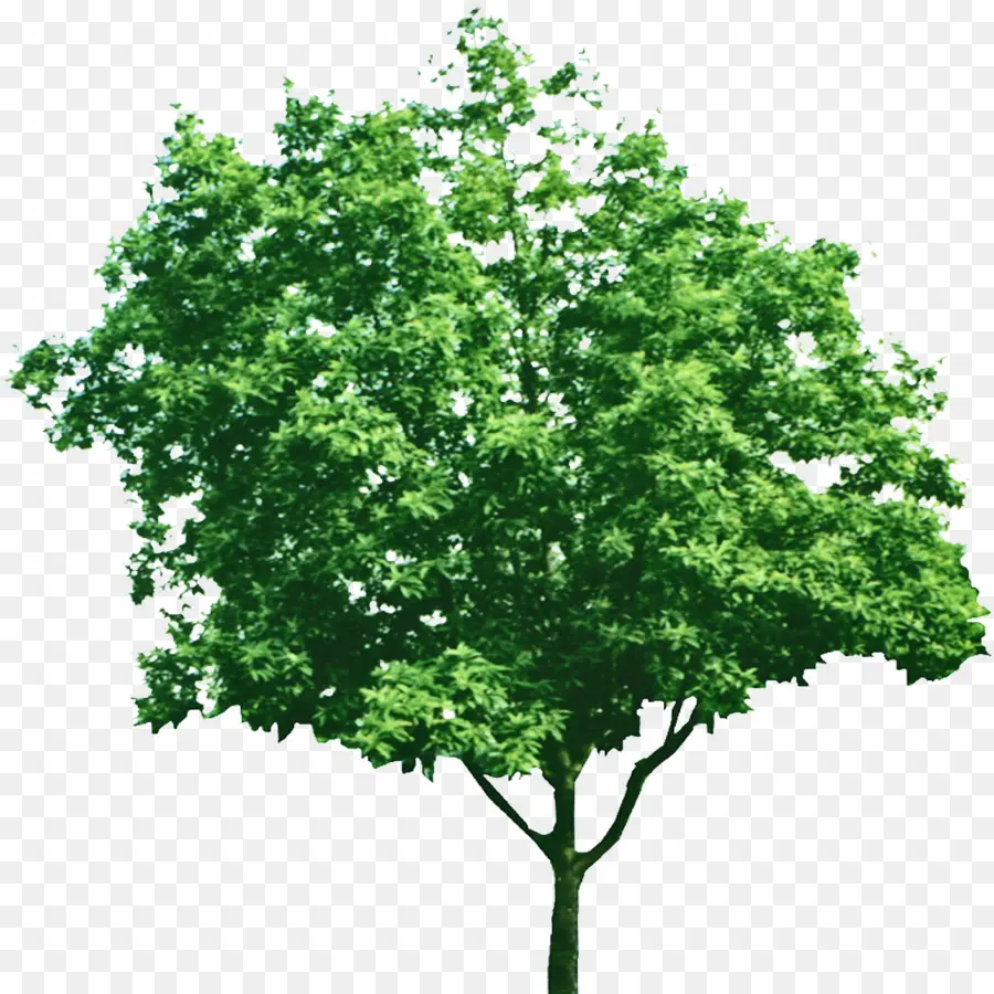 árbol，Verde PNG