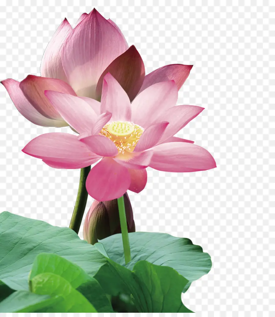 Nelumbo Nucifera，Rojo PNG