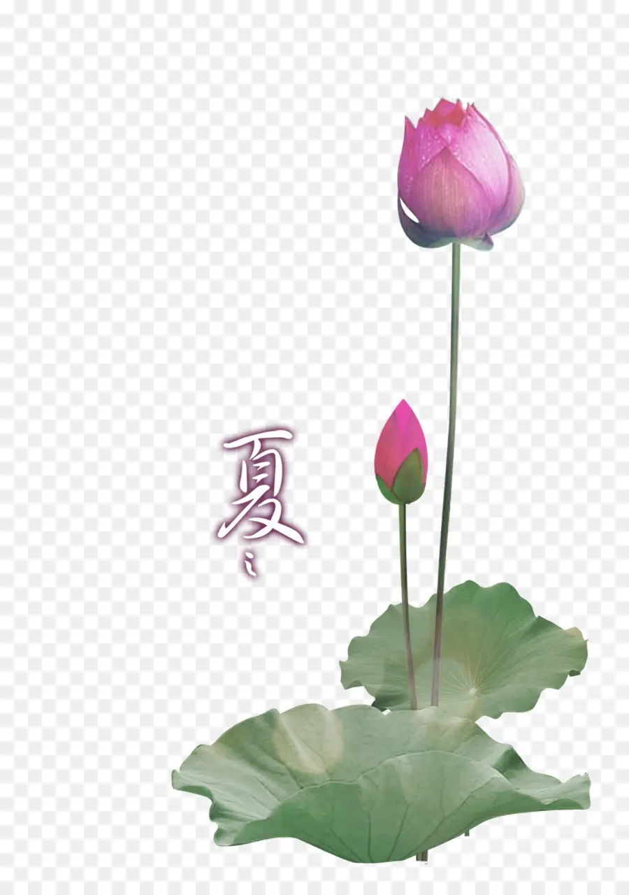 Loto Rosa，Hojas PNG