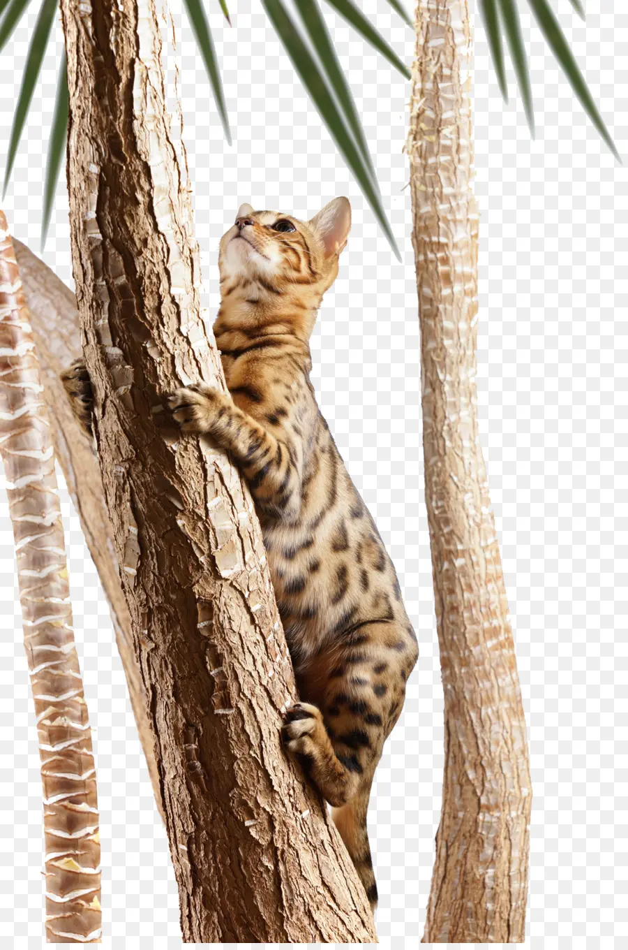 Árbol Trepador De Gato，Bengala PNG