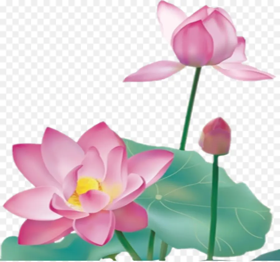 Nelumbo Nucifera，Diseño Gráfico PNG