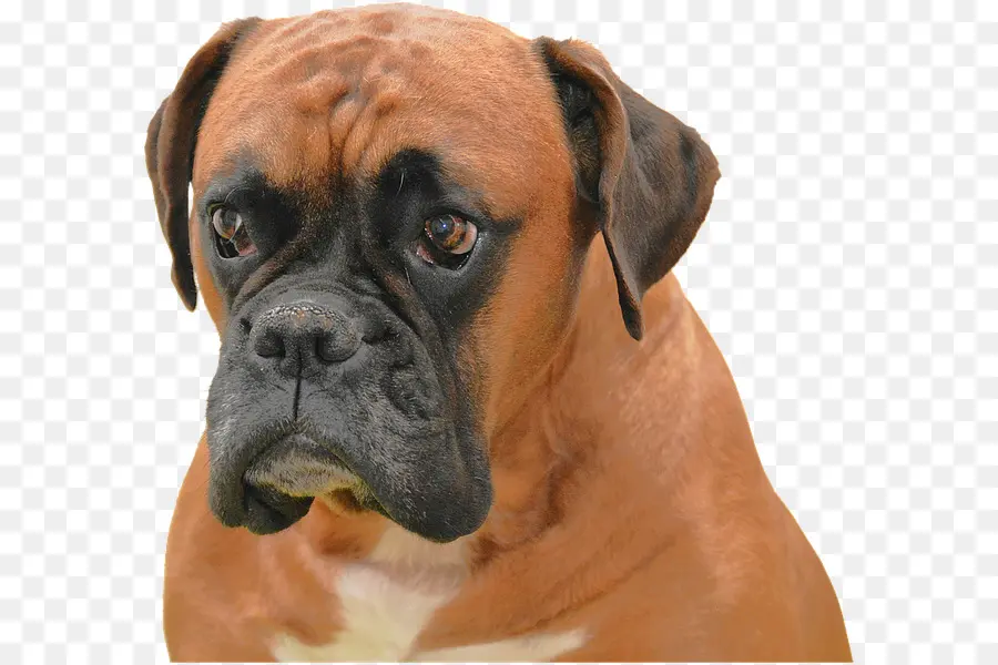 Perro，Mascota PNG