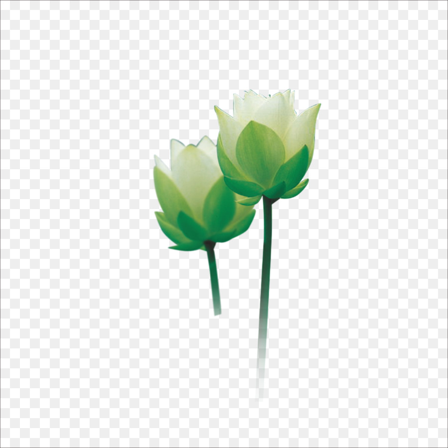 Nelumbo Nucifera，Descargar PNG