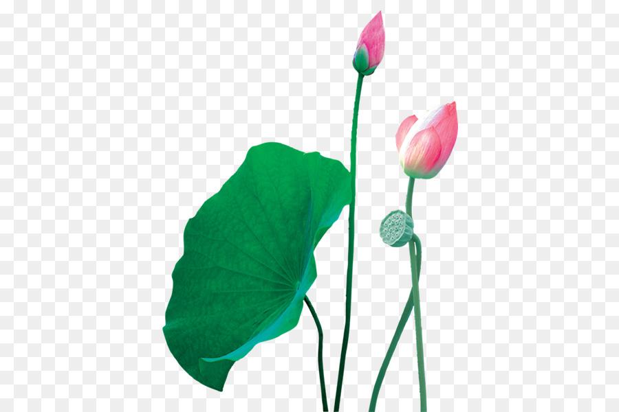 Nelumbo Nucifera，La Transparencia Y Translucidez PNG