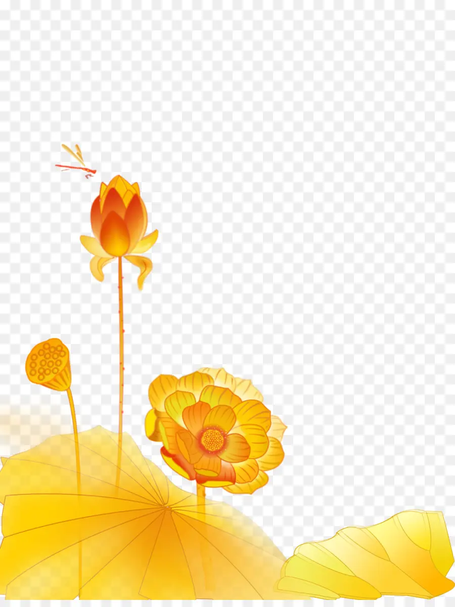 Oro，Nelumbo Nucifera PNG