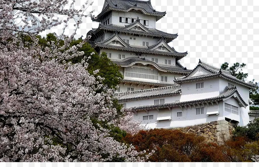 El Castillo De Osaka，De Los Cerezos En Flor PNG
