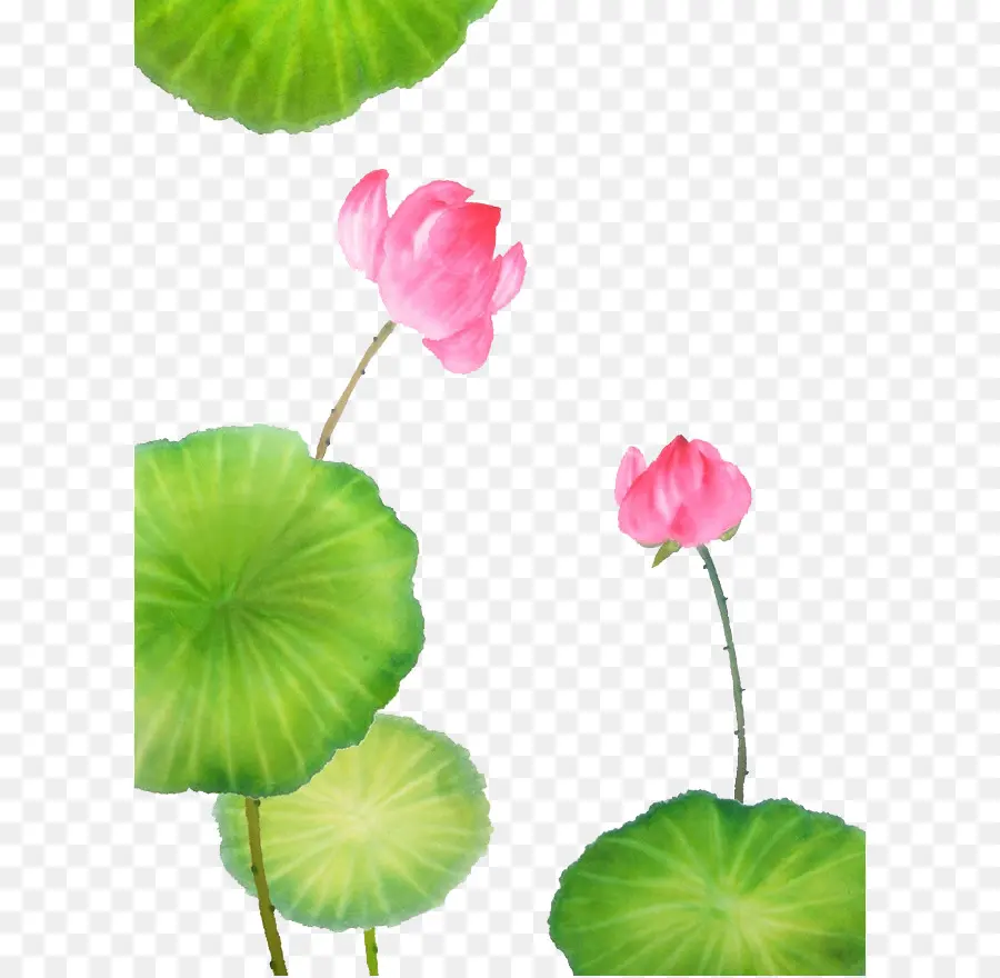 Nelumbo Nucifera，Pancavidya PNG