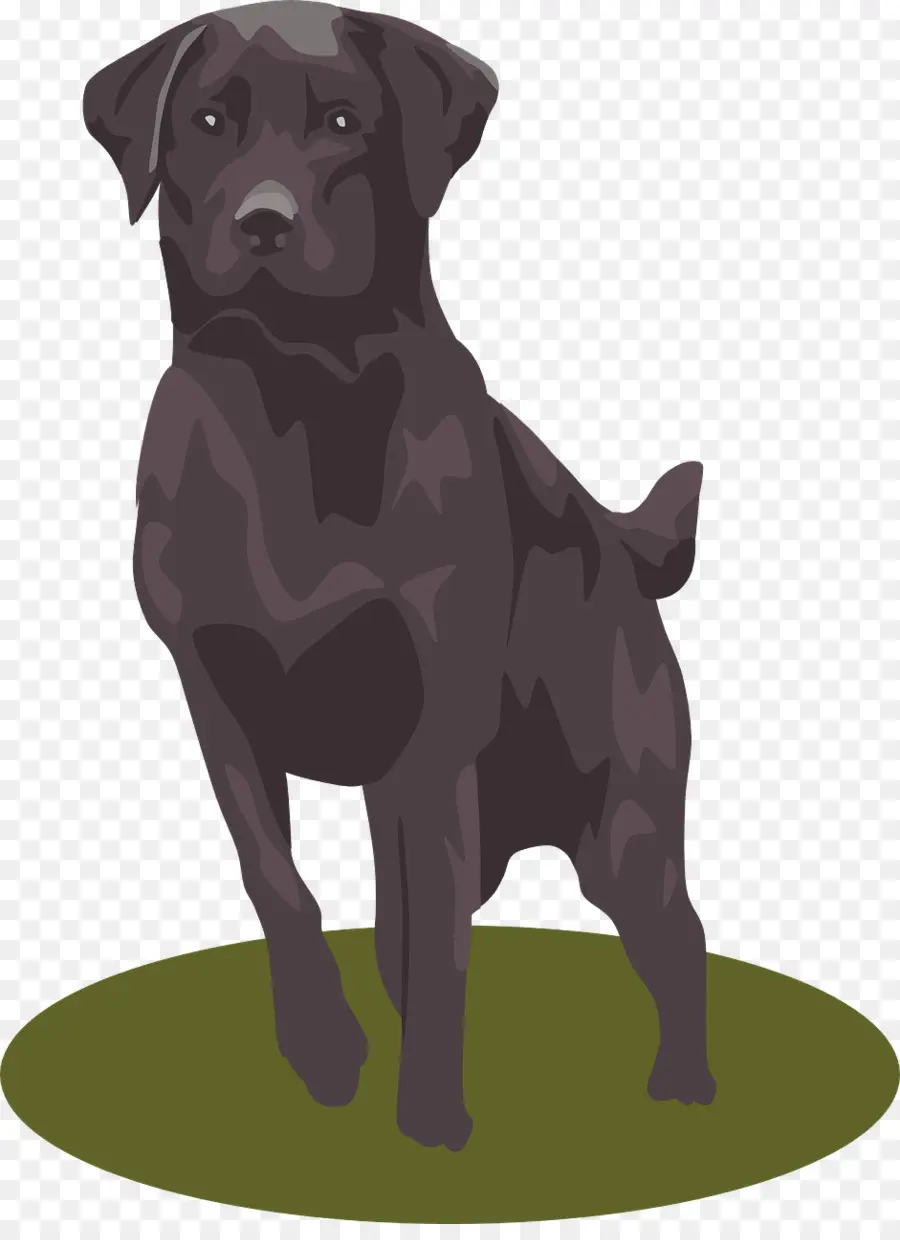 Labrador Retriever，Cachorro PNG