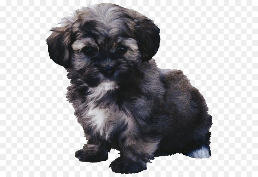 Lindo Cachorro，Mascota PNG