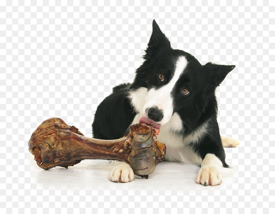 Perro Con Hueso，Mascota PNG