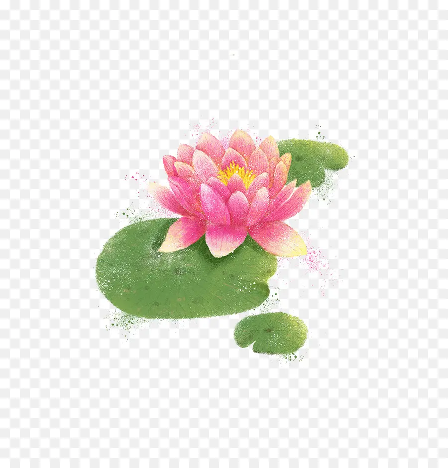 Pintura A La Acuarela，Nelumbo Nucifera PNG