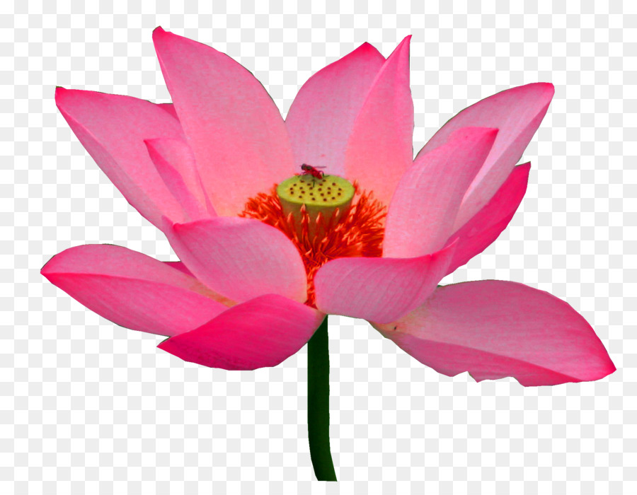 Loto Rosa，Floración PNG