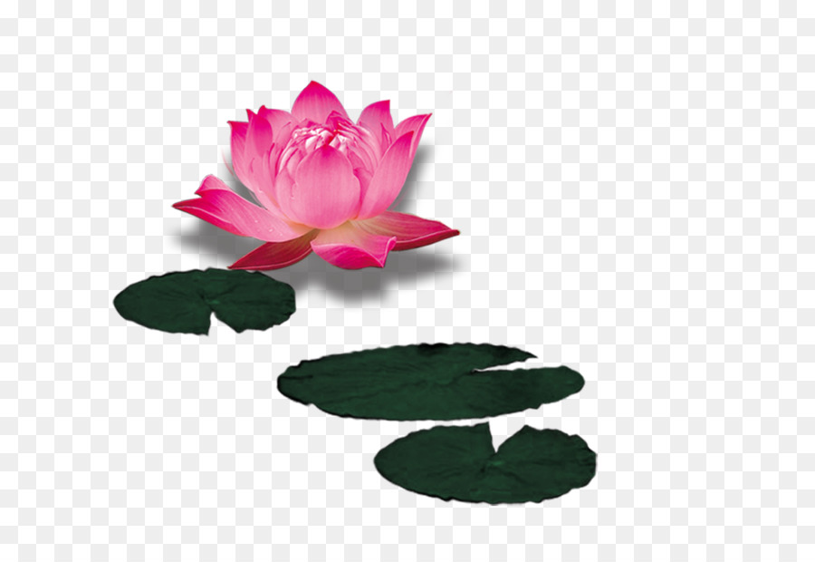 Flor De Loto，Rosa PNG