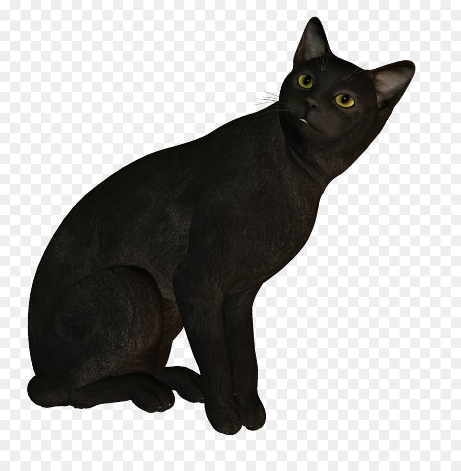 Korat，Bombay Gato PNG