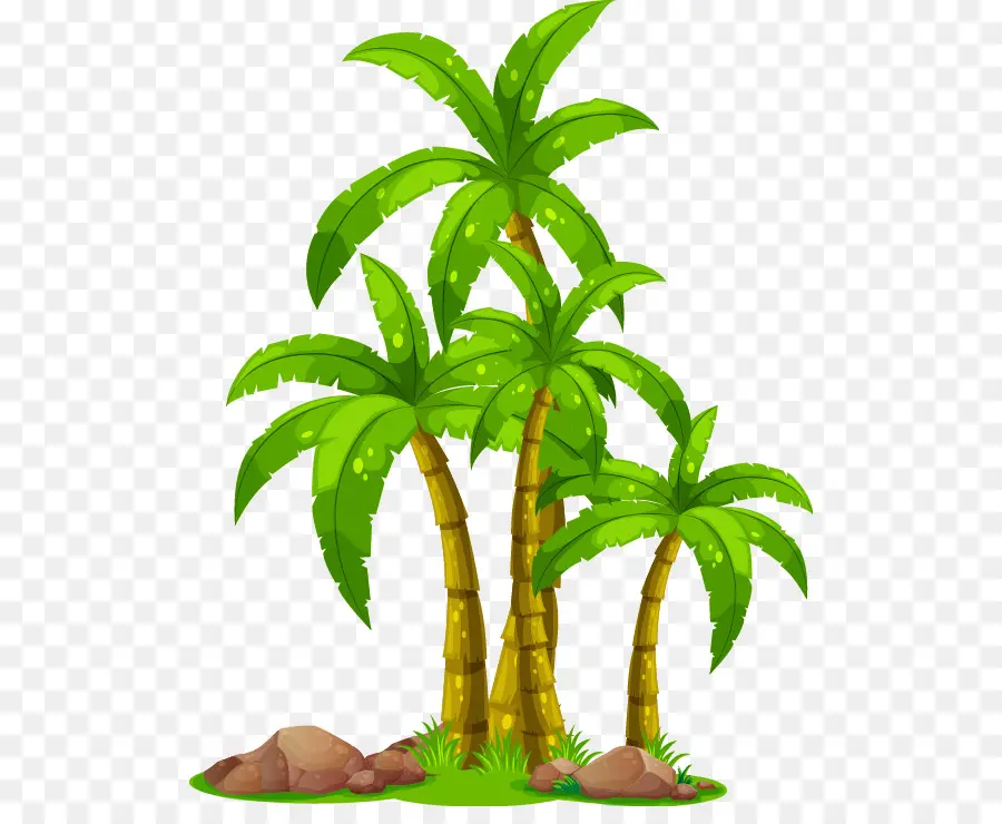 Coco，Arecaceae PNG