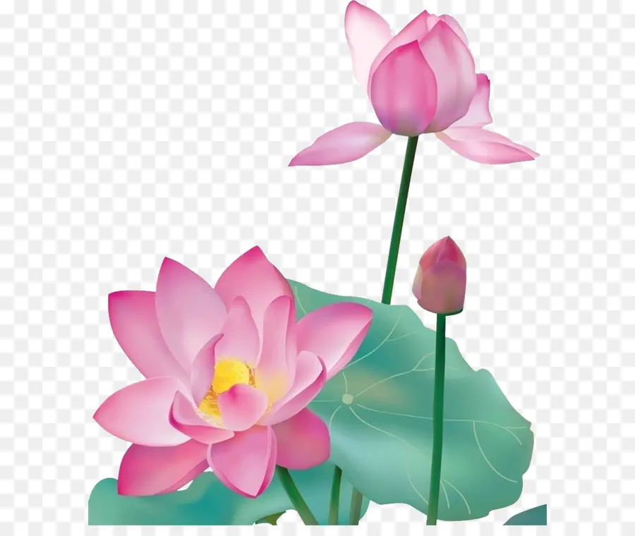 Flores De Loto，Rosa PNG