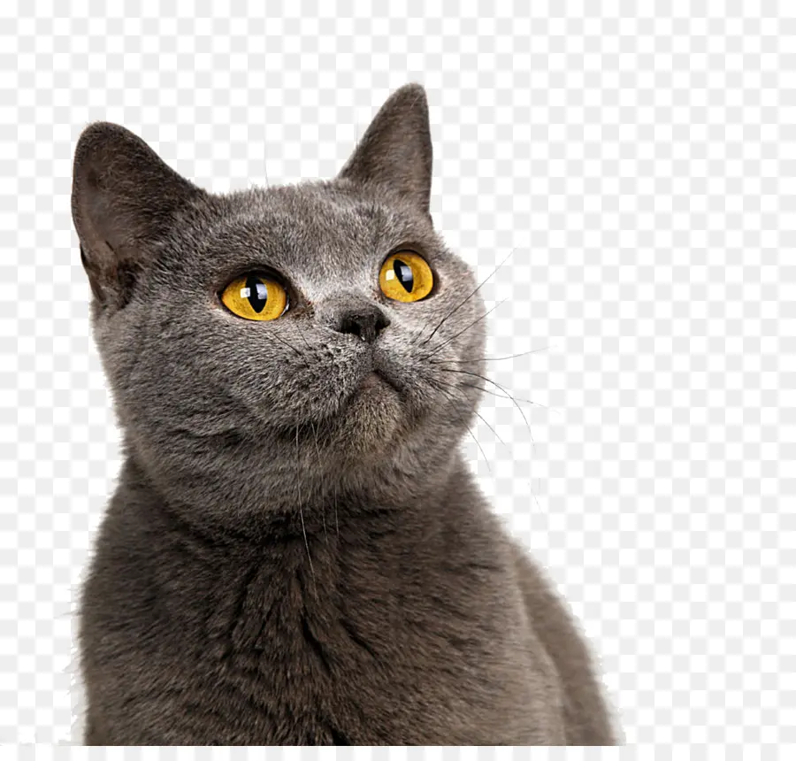 British Shorthair，American Shorthair PNG