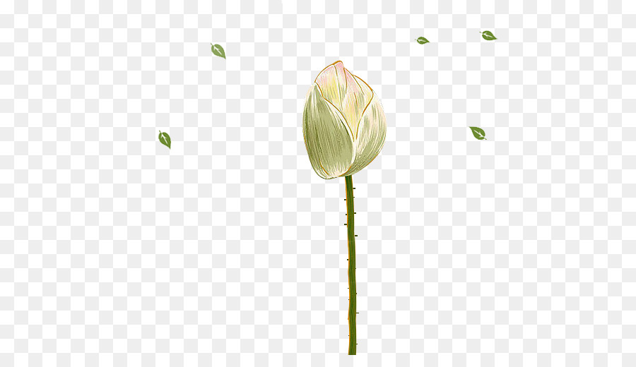 Nelumbo Nucifera，Elemento Químico PNG