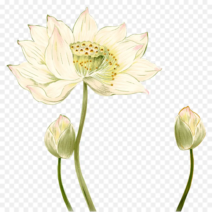 China，Nelumbo Nucifera PNG