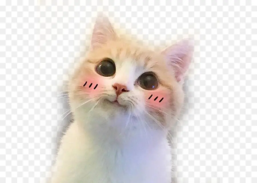 Gato，La Lindura PNG