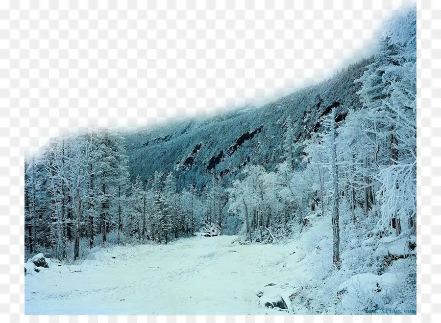 Bosque Nevado，Invierno PNG