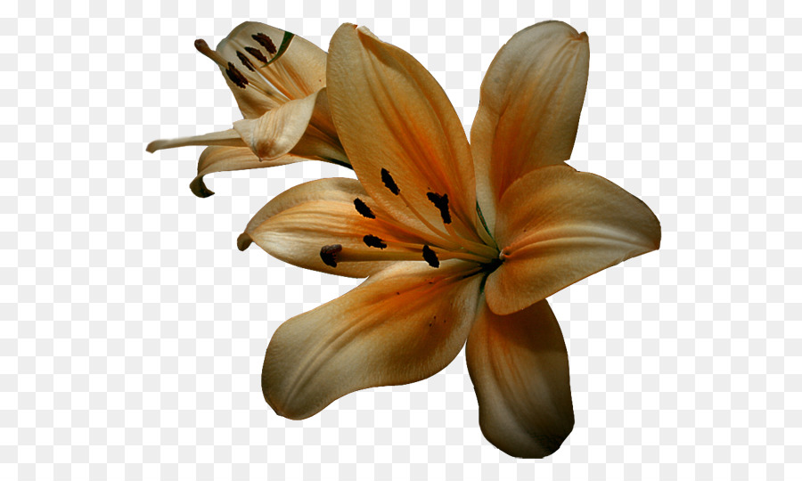 Flor，Tulipán PNG