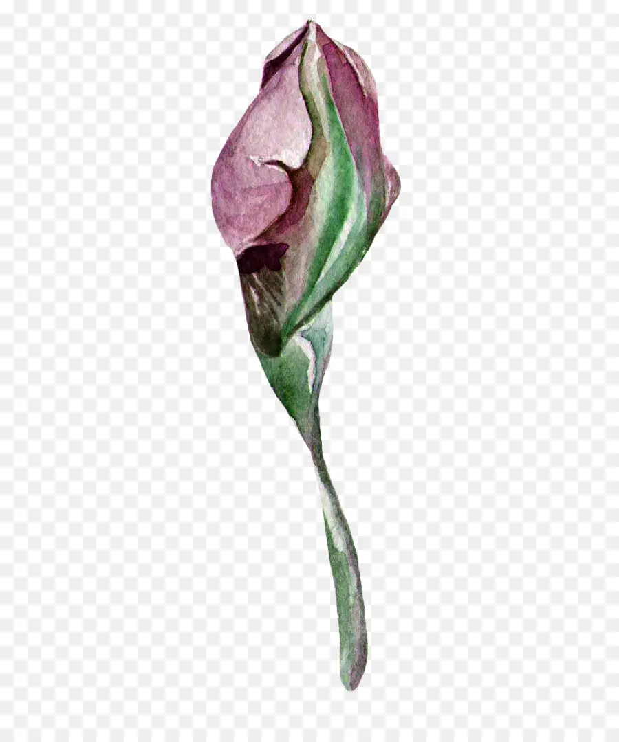 Acuarela De Flores，Creativo Acuarela PNG