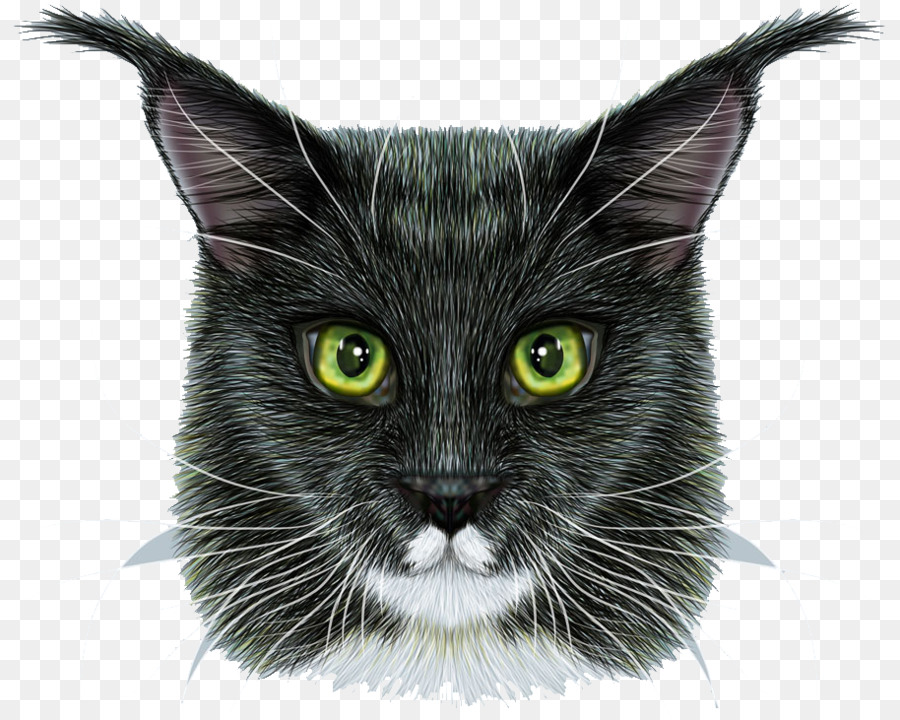 Maine Coon，Abisinio PNG