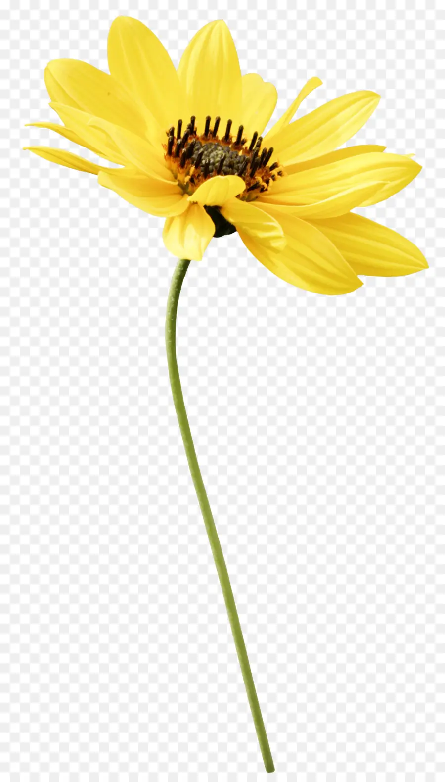 Flor，La Fotografía PNG