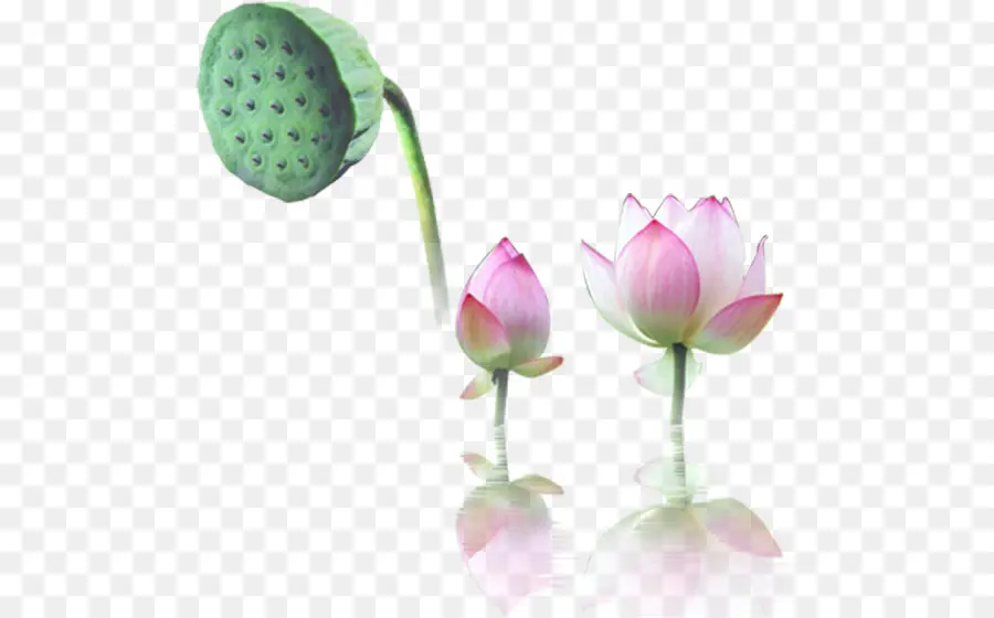 Nelumbo Nucifera，Lirio De Agua PNG