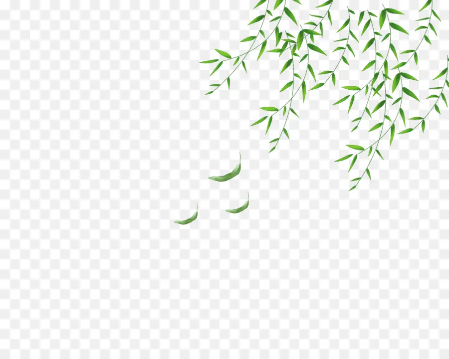 Hoja，Willow PNG