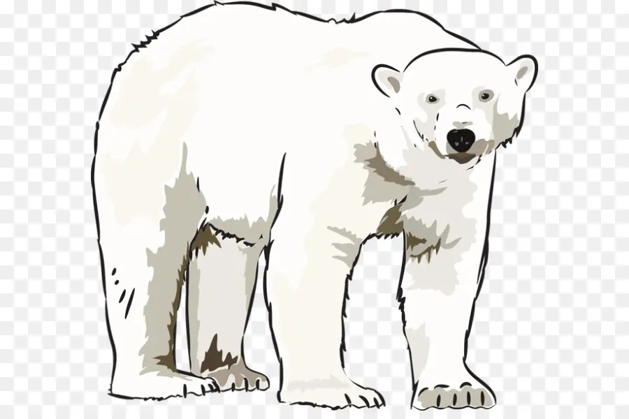 Oso Polar，Oso PNG