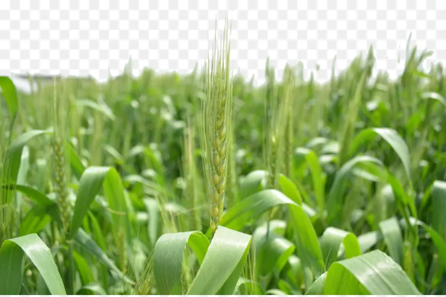 El Triticale，Verde PNG