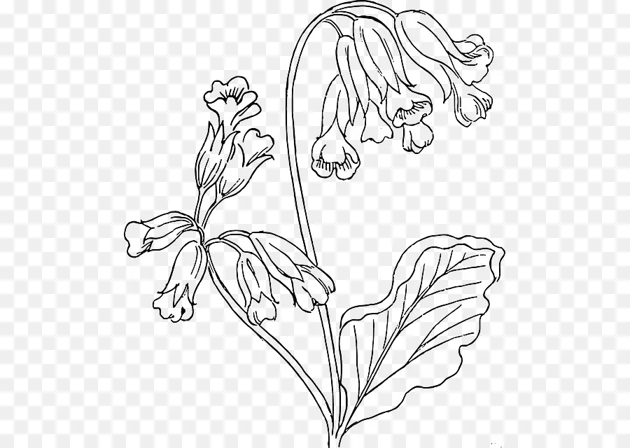 Dibujo De Flores，Botánico PNG