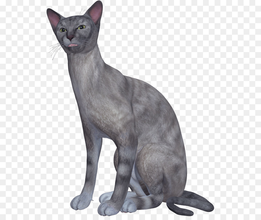 Korat，Oriental Shorthair PNG