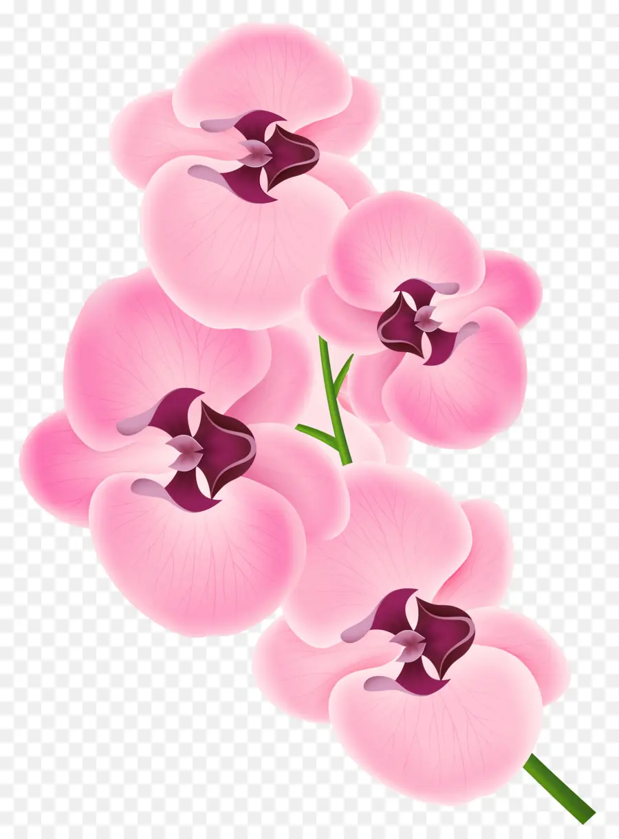 Las Orquídeas，Flor PNG