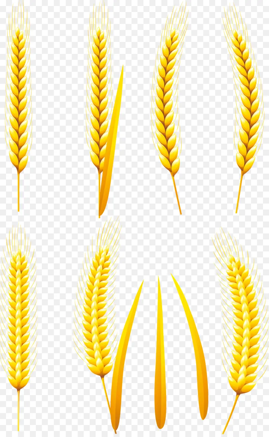 Trigo，Grano PNG