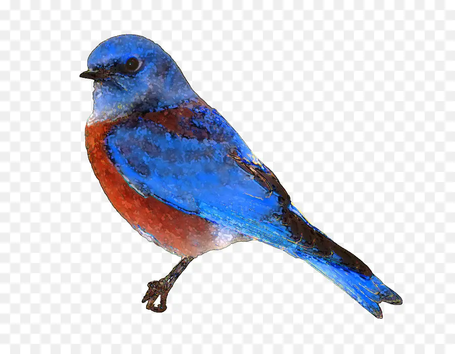 Pájaro，Oriental Bluebird PNG