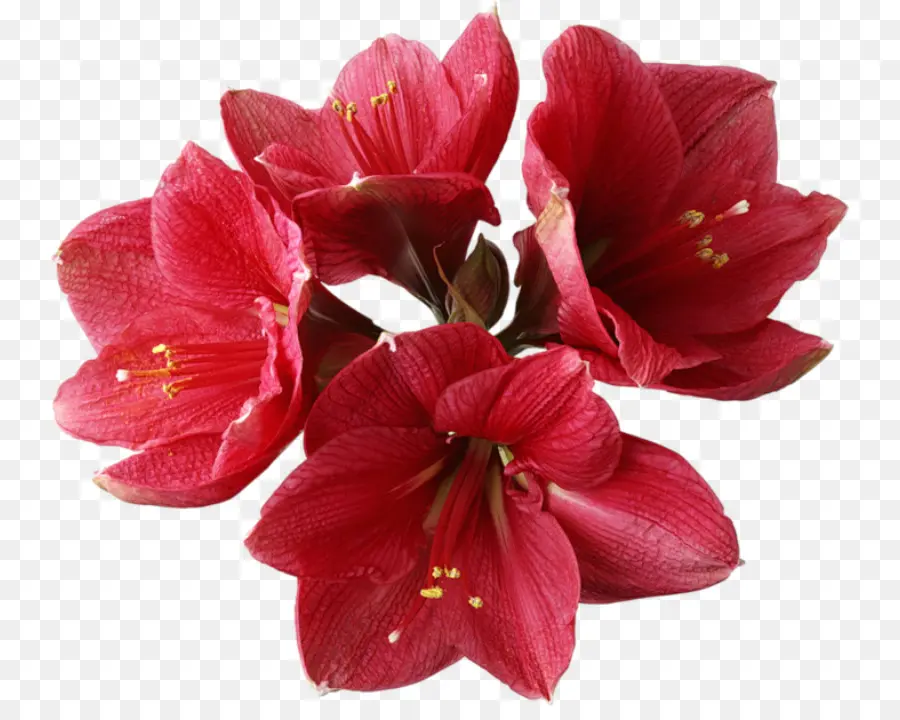 Las Orquídeas，Flor PNG