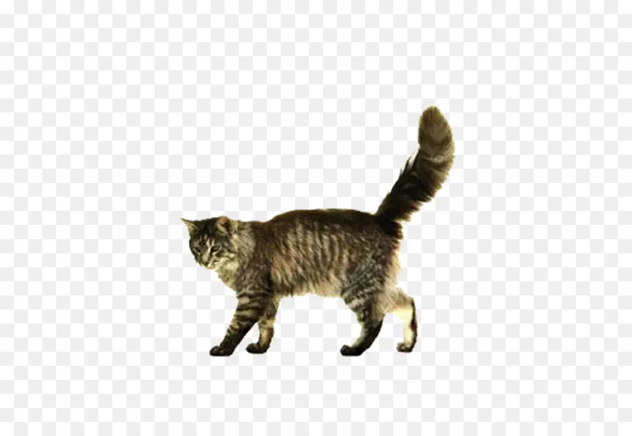 Gato，Gatito PNG