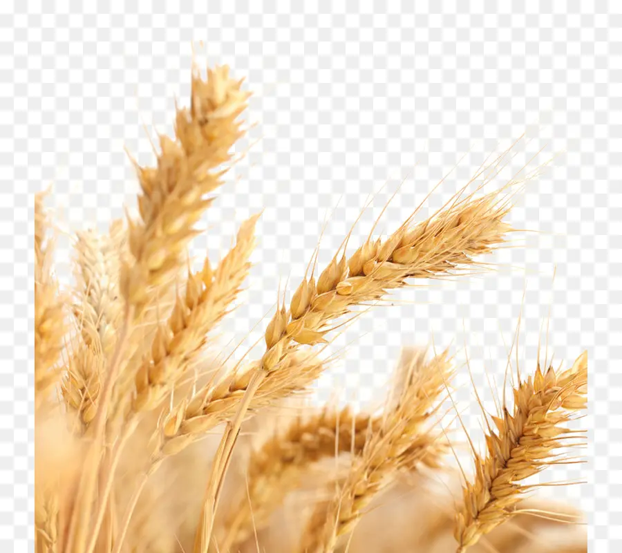 Trigo，Grano PNG