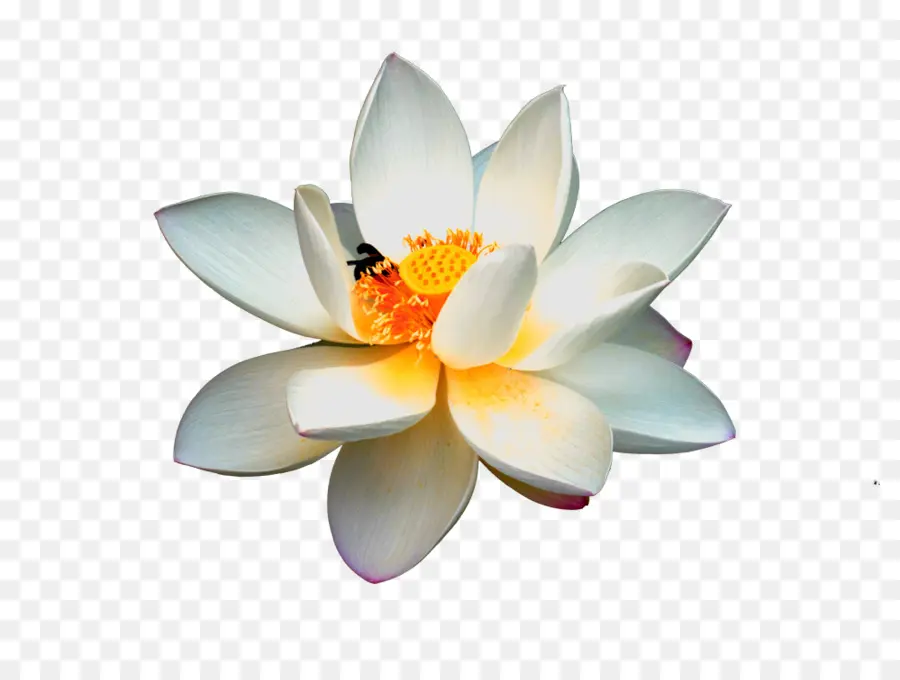 Nelumbo Nucifera，Logotipo PNG