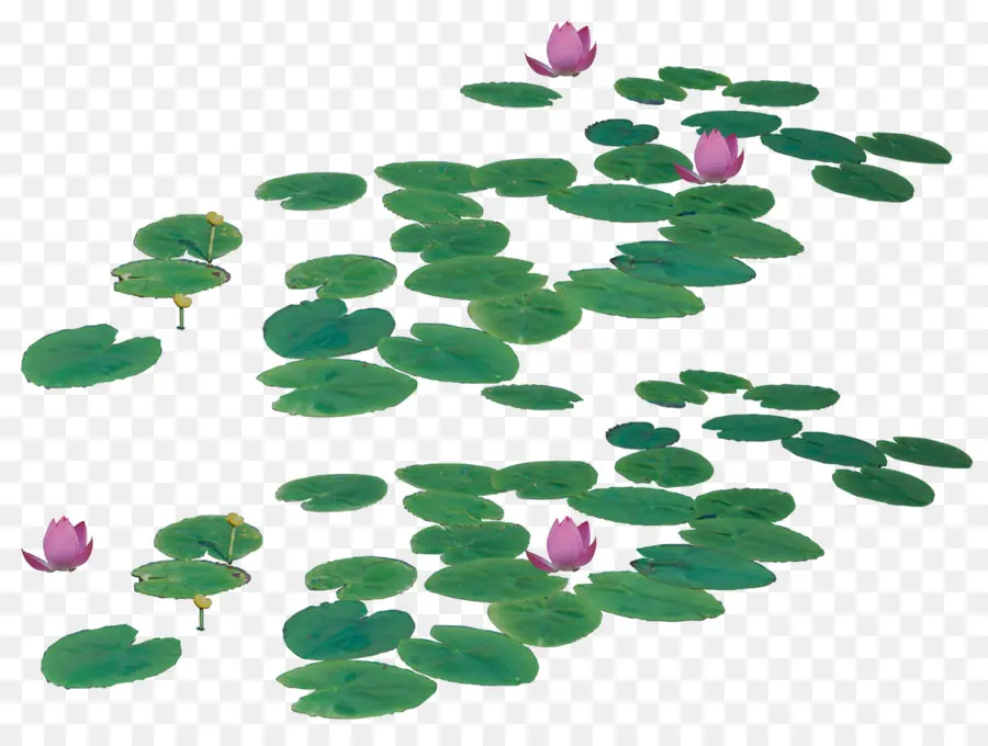 Nelumbo Nucifera，Descargar PNG