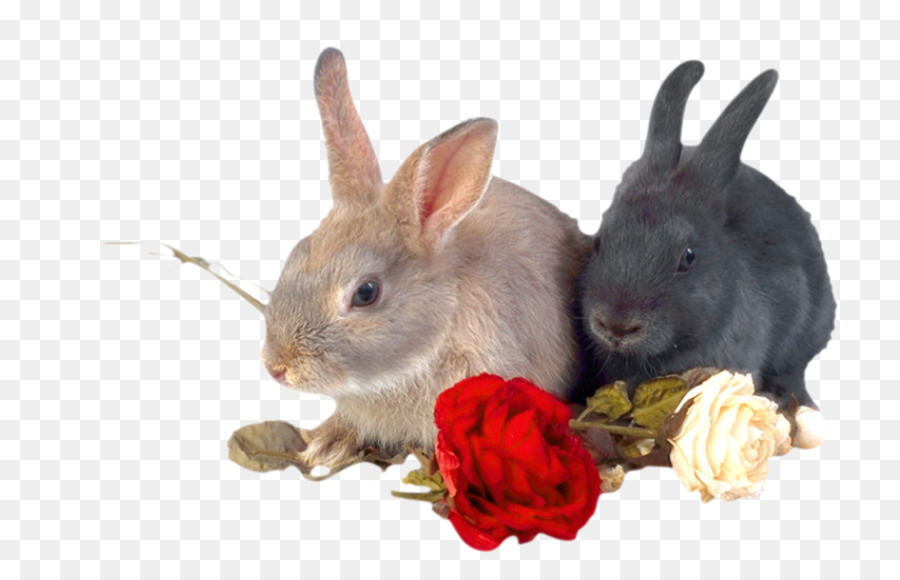 Conejos Y Rosas，Conejitos PNG