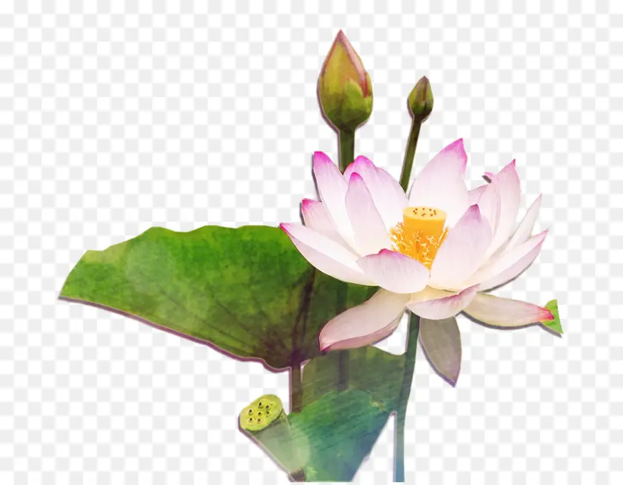 Nelumbo Nucifera，Flor PNG