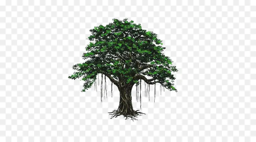 árbol Bodhi，árbol PNG